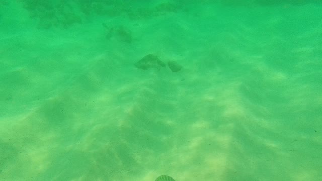 PALMILLA LOS CABOS BCS MEXICO-2021: Fish Swimming Over Sandy Ocean Floor