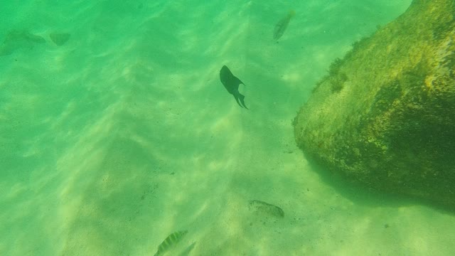 PALMILLA LOS CABOS BCS MEXICO-2021: Underwater Fish Swimming Near Rocky Seabed