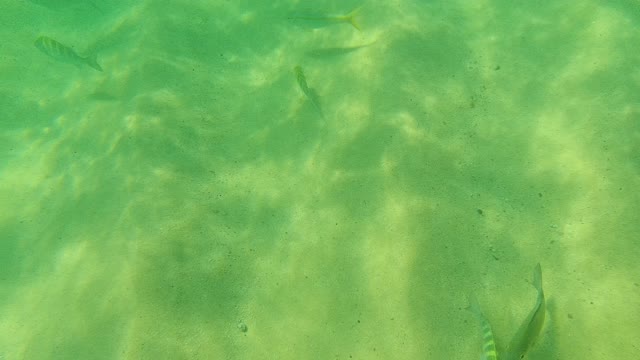 PALMILLA LOS CABOS BCS MEXICO-2021: Small Fish Swimming over Sandy Ocean Floor Toward Rock