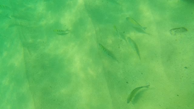PALMILLA LOS CABOS BCS MEXICO-2021: Underwater Fish Swimming Over Sandy Seabed