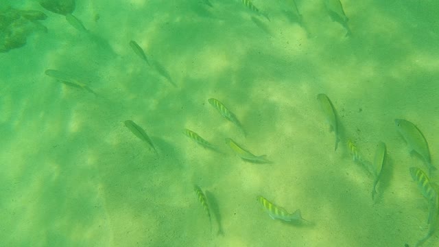 PALMILLA LOS CABOS BCS MEXICO-2021: School of Striped Fish Swimming in Shallow Clear Water