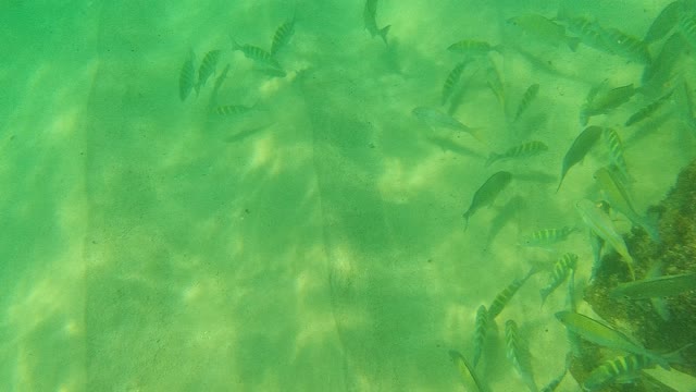 PALMILLA LOS CABOS BCS MEXICO-2021: School of Fish Swimming in Shallow Clear Water