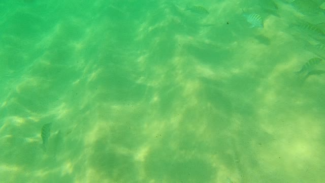 PALMILLA LOS CABOS BCS MEXICO-2021: Underwater View of Small Fish Swimming over Sandy Seabed