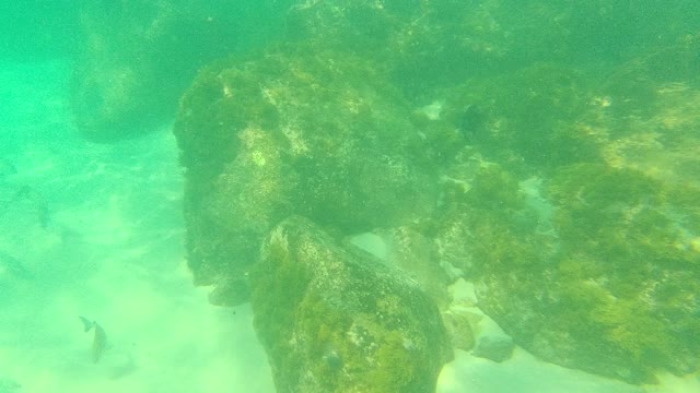 PALMILLA LOS CABOS BCS MEXICO-2021: School of Fish Swimming Near Submerged Rocks