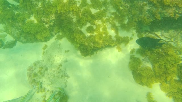 PALMILLA LOS CABOS BCS MEXICO-2021: School of Striped Fish Swimming Near Rocky Seabed