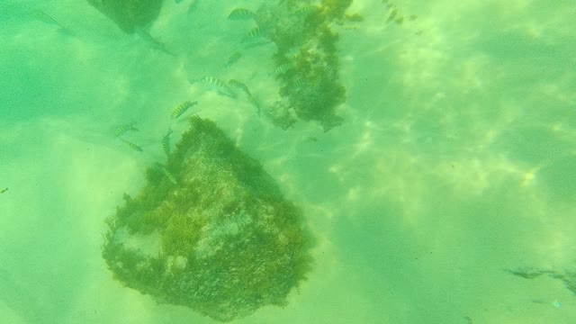 PALMILLA LOS CABOS BCS MEXICO-2021: Small Fish Swimming Among Rocks on Sandy Seabed