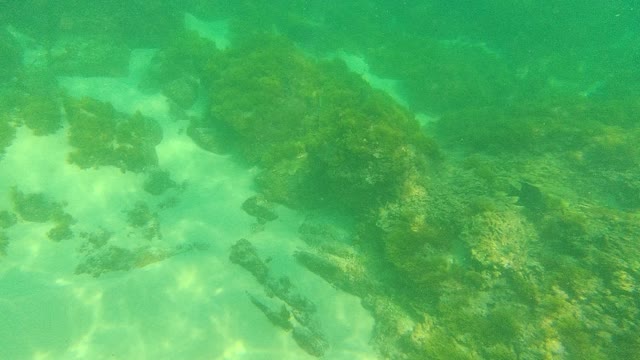 PALMILLA LOS CABOS BCS MEXICO-2021: Underwater Seabed with Rocky Reefs and Algae