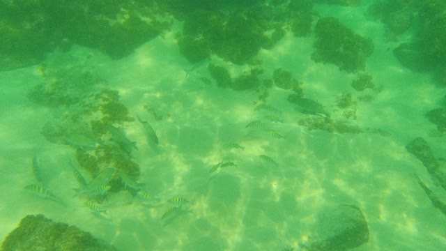 PALMILLA LOS CABOS BCS MEXICO-2021: Underwater Fish Swimming Near Rocky Seabed