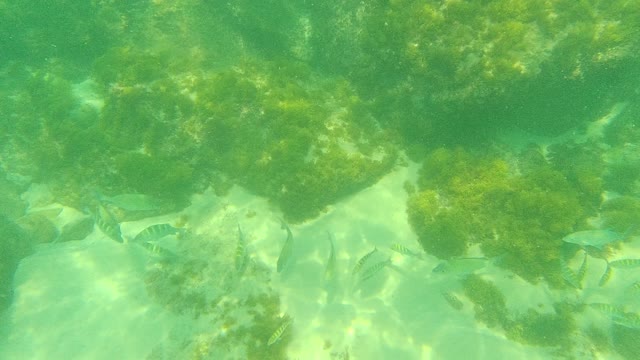 PALMILLA LOS CABOS BCS MEXICO-2021: Underwater Fish Swimming Near Rocky Seabed