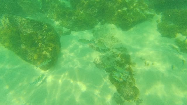 PALMILLA LOS CABOS BCS MEXICO-2021: Small Striped Fish Swimming Among Underwater Rocks