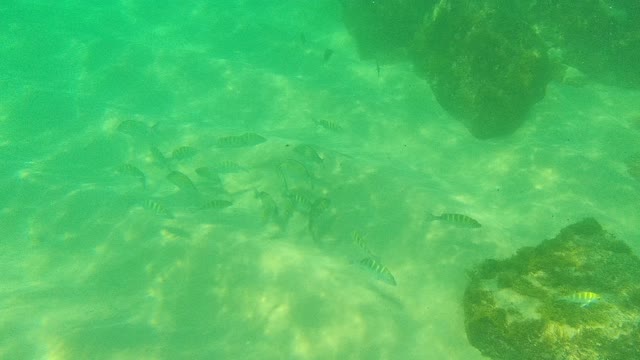 PALMILLA LOS CABOS BCS MEXICO-2021: School of Fish Swimming Near Rocky Seabed