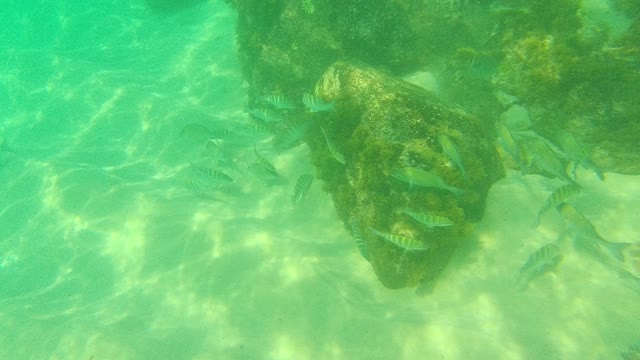 PALMILLA LOS CABOS BCS MEXICO-2021: School of Fish Swimming Near Rocky Seabed