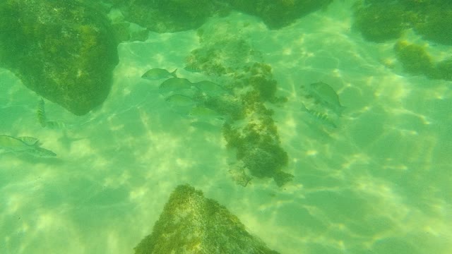 PALMILLA LOS CABOS BCS MEXICO-2021: School of Fish Swimming Among Underwater Rocks