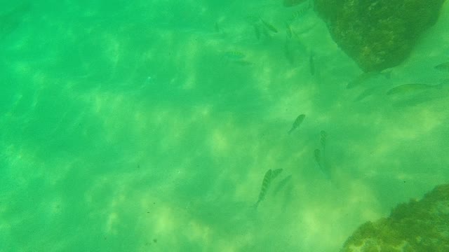 PALMILLA LOS CABOS BCS MEXICO-2021: Underwater Fish Swimming Near Rocky Seabed