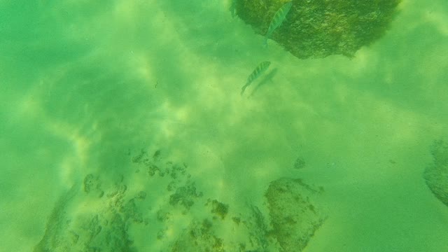 PALMILLA LOS CABOS BCS MEXICO-2021: Small Fish Swimming Around Rocky Seabed