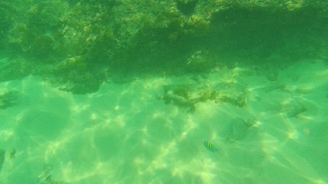 PALMILLA LOS CABOS BCS MEXICO-2021: Underwater Scene with Small Fish and Rocky Seabed