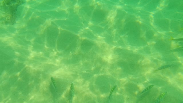 PALMILLA LOS CABOS BCS MEXICO-2021: School of Fish Swimming in Shallow Turquoise Water