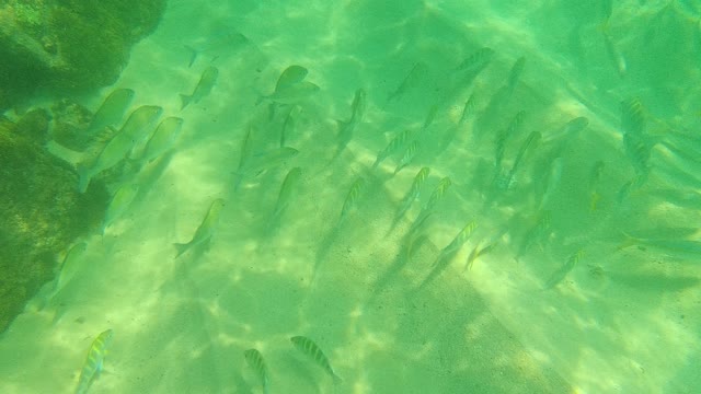 PALMILLA LOS CABOS BCS MEXICO-2021: School of Fish Swimming Over Sandy Seabed