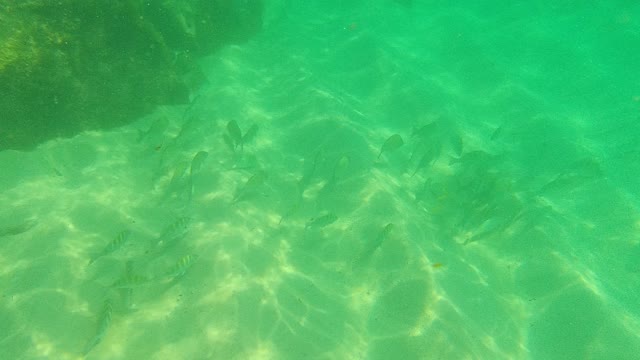 PALMILLA LOS CABOS BCS MEXICO-2021: School of Fish Swimming Over Sandy Seabed