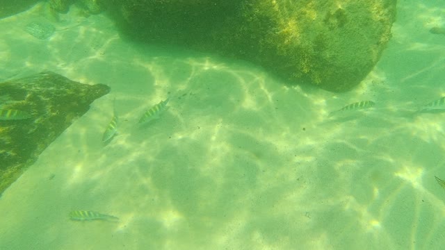 PALMILLA LOS CABOS BCS MEXICO-2021: Underwater Fish Swimming Near Rocky Seabed