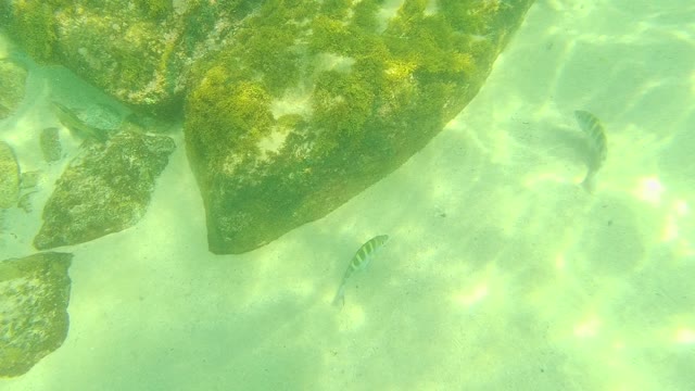 PALMILLA LOS CABOS BCS MEXICO-2021: Small Fish Swimming Near Rocky Seabed