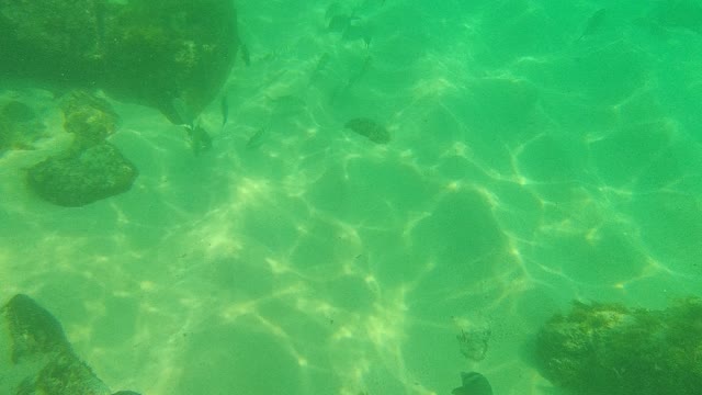 PALMILLA LOS CABOS BCS MEXICO-2021: Underwater Fish and Rocks in Clear Green Water