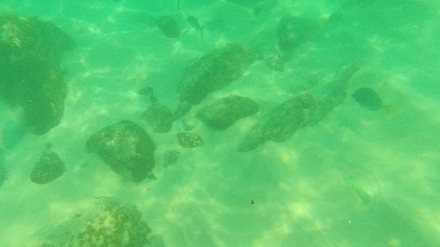PALMILLA LOS CABOS BCS MEXICO-2021: Underwater Rocks and Small Fish in Turquoise Water
