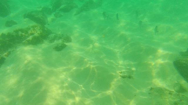 PALMILLA LOS CABOS BCS MEXICO-2021: Fish Swimming in Clear Turquoise Underwater Scene