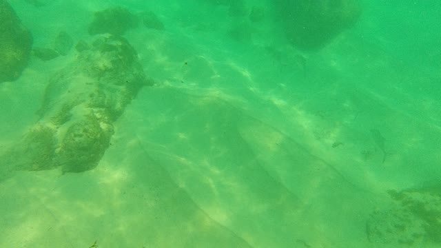 PALMILLA LOS CABOS BCS MEXICO-2021: Underwater View of Rocky Seabed with Small Fish