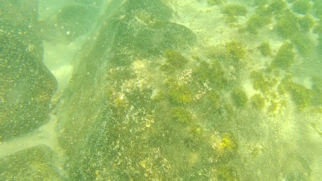PALMILLA LOS CABOS BCS MEXICO-2021: Underwater Rocky Seabed with Algae and Clear Water