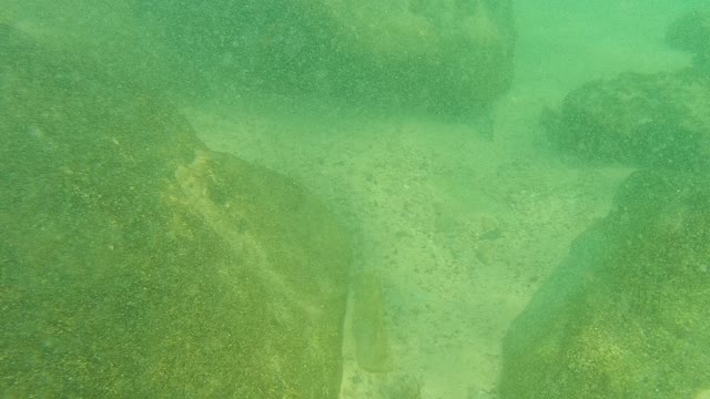PALMILLA LOS CABOS BCS MEXICO-2021: Fish Swimming Among Submerged Rocks in Clear Water