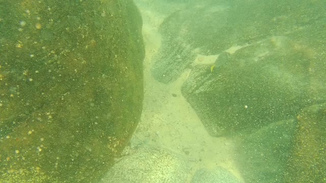 PALMILLA LOS CABOS BCS MEXICO-2021: Underwater Pan of Rocky Seabed with Small Fish