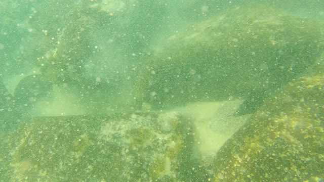 PALMILLA LOS CABOS BCS MEXICO-2021: Flatfish Swimming Among Underwater Rocks