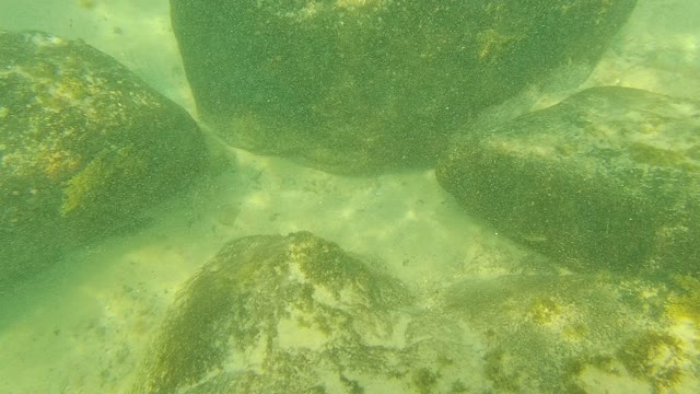 PALMILLA LOS CABOS BCS MEXICO-2021: Underwater Rocky Seabed with Swimming Fish