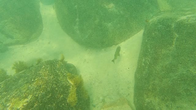 PALMILLA LOS CABOS BCS MEXICO-2021: Fish Swimming Among Underwater Rocks