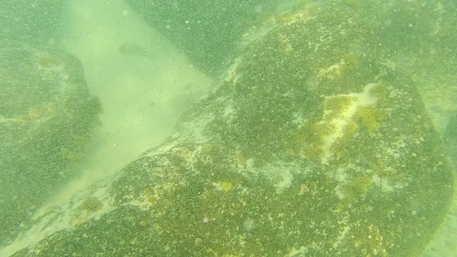 PALMILLA LOS CABOS BCS MEXICO-2021: Shallow Water Rocky Seabed with Green Algae