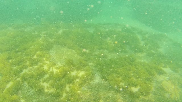 PALMILLA LOS CABOS BCS MEXICO-2021: Underwater View of Algae-Covered Rocky Seabed
