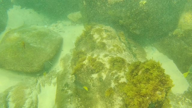 PALMILLA LOS CABOS BCS MEXICO-2021: Underwater Seabed with Rocks, Seaweed, and Small Fish