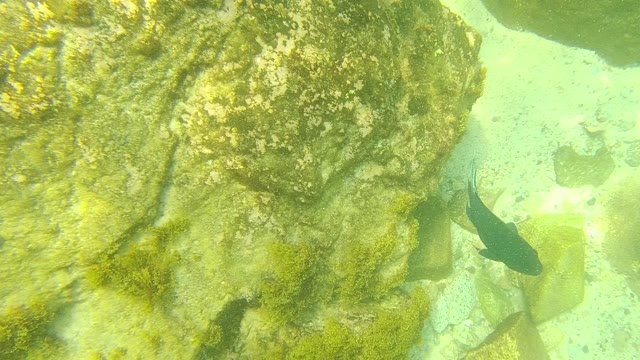 PALMILLA LOS CABOS BCS MEXICO-2021: Fish Swimming Among Algae-Covered Rocks Underwater