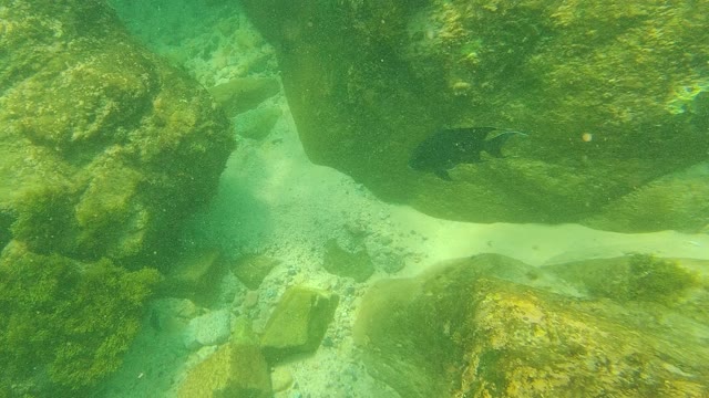 PALMILLA LOS CABOS BCS MEXICO-2021: Fish Swimming Through Underwater Rocky Formations