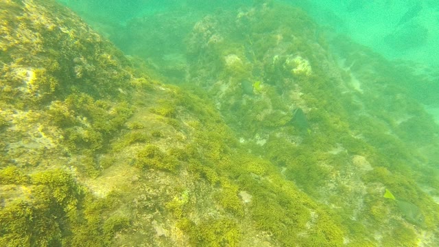 PALMILLA LOS CABOS BCS MEXICO-2021: Underwater Seabed with Rocky Formations and Green Algae