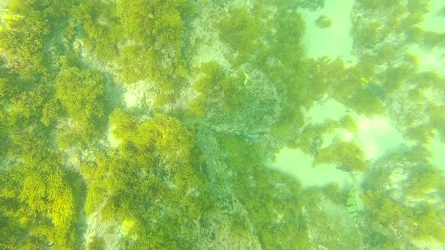 PALMILLA LOS CABOS BCS MEXICO-2021: Drifting Over Seaweed-Covered Ocean Floor