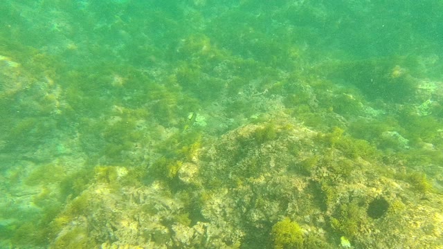 PALMILLA LOS CABOS BCS MEXICO-2021: Underwater Seabed with Rocks, Seaweed, and Small Fish