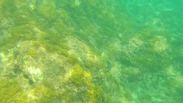 PALMILLA LOS CABOS BCS MEXICO-2021: Underwater Rocky Seabed with Swimming Fish