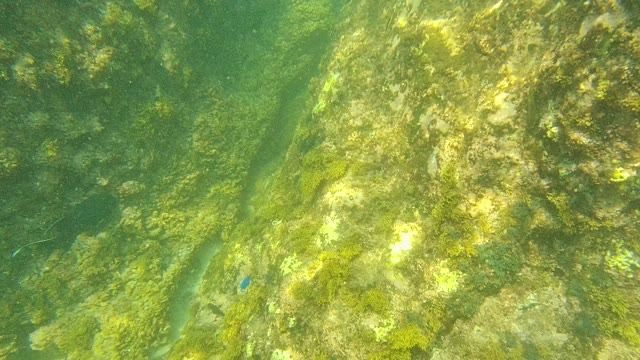 PALMILLA LOS CABOS BCS MEXICO-2021: Underwater Rocky Seabed with Green Algae and Small Fish