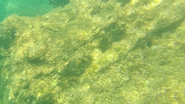 PALMILLA LOS CABOS BCS MEXICO-2021: Underwater View of Rocky Ocean Floor with Algae and Fish