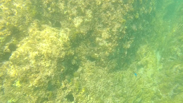 PALMILLA LOS CABOS BCS MEXICO-2021: Underwater Rocky Seabed with Algae and Small Fish