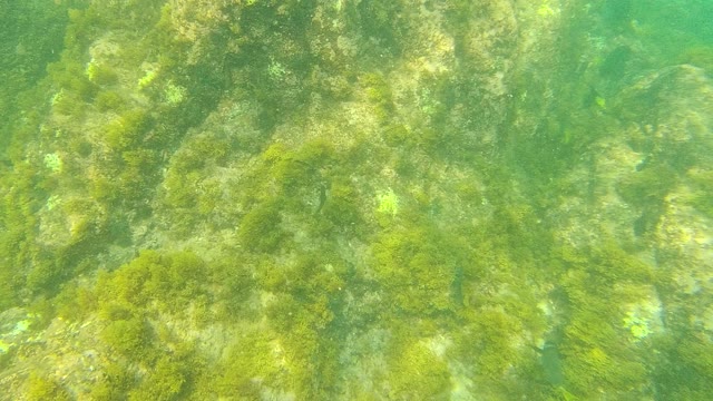 PALMILLA LOS CABOS BCS MEXICO-2021: Underwater Rocky Seabed with Green Seaweed and Algae