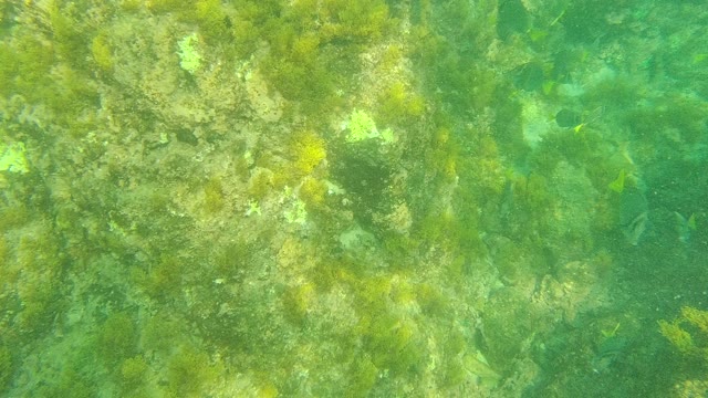 PALMILLA LOS CABOS BCS MEXICO-2021: Underwater Fish Swimming Among Seaweed