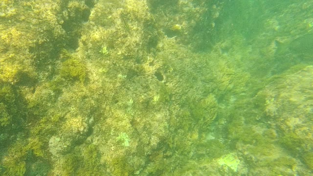 PALMILLA LOS CABOS BCS MEXICO-2021: Fish Swimming Among Rocky Seabed Algae